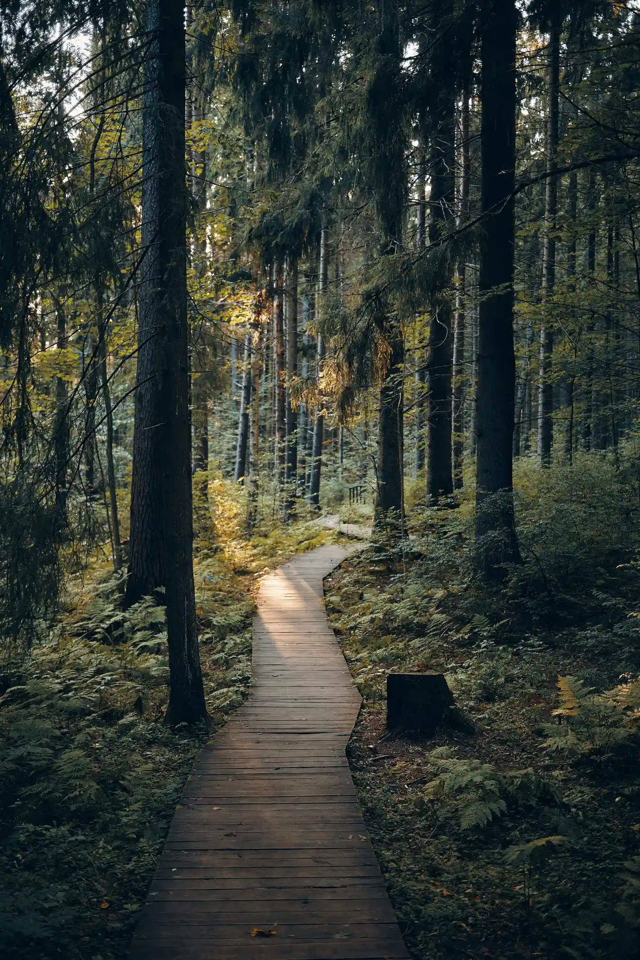 Chemin en bois traversant une forêt, symbolisant le parcours d’apprentissage et l’accompagnement personnalisé proposé par TEA Formations en systèmes et réseaux informatiques sur la Côte basque.